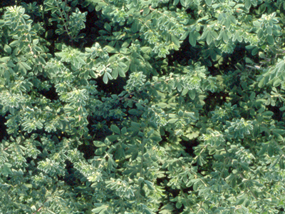 perennidorycnium