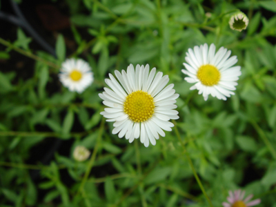 perennierigeronkarvinskianus