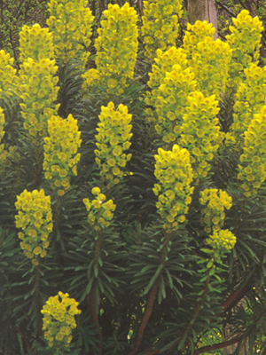 perennieuphorbiawulfenii