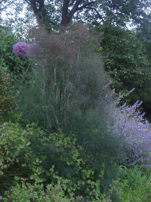 perennifoeniculmvulgarebronze