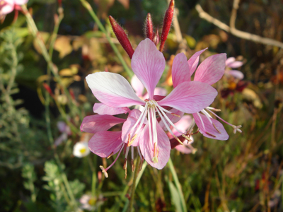 perennigauralindheimeri