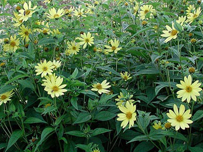 perennihelianthuslemonqueen