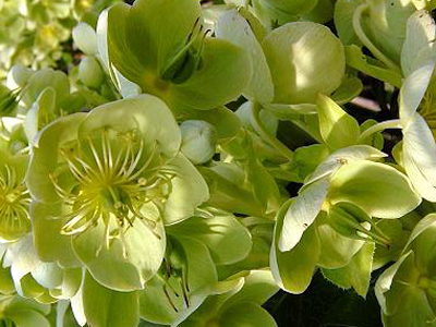perennihelleborusargutifolius