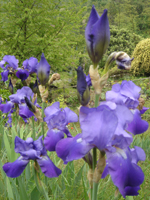 perenniirispallidadalmatica