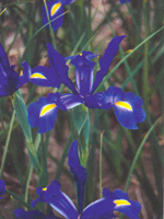 perenniiristelstar