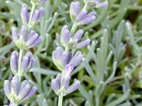 perennilavandaabrialii