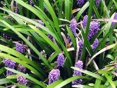 perenniliriopemuscari