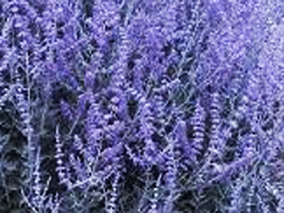 perenniperovskia