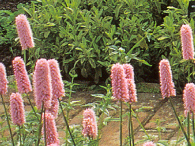 perennipersicariabistortasuperba