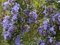 perennirosmarinotuscanblue