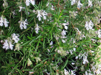 perennirosmarinusisdraeli