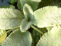 perennisalviacrispa