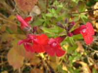 perennisalviamicrophylla