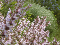 perennisalviaofficinalis