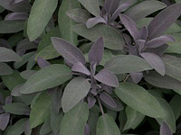 perennisalviapurpurascens