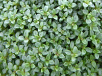 perennithymusmarschallianum