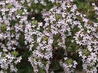 perennithymusvulgaris