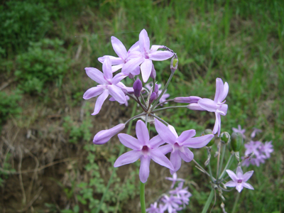perennitulbaghiaviolacea