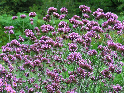 perenniverbenabonariensis