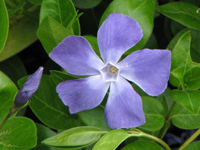 perennivincamajor