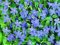 perennivincaminor