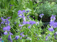 perenniviolacorsica