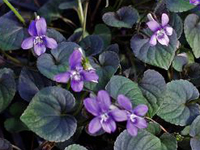 perenniviolalabradorica