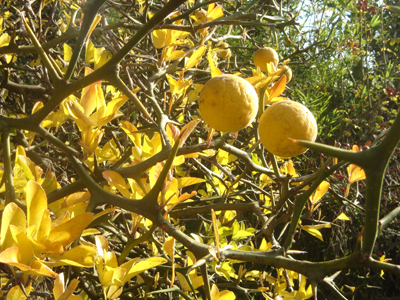 poncirustrifoliata1