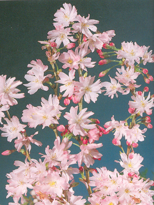 prunussubhirtellaautunnalis1