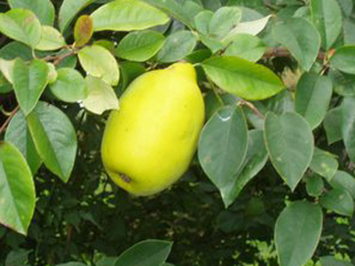 pseudocydoniasinensis
