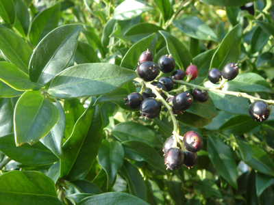 sarcococcaconfusa1