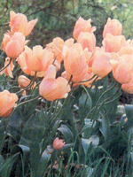 tulipanoapricotbeauty1