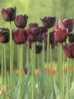 tulipanoqueenofnight1