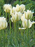 tulipanospringgreen1