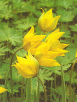 tulipanosylvestris1