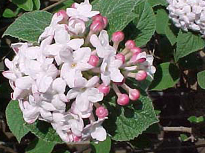 viburnumcarlesii