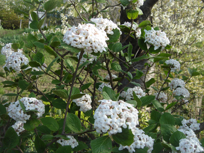 viburnumopulusroseum1