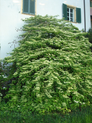 viburnumplicatumlanarth1