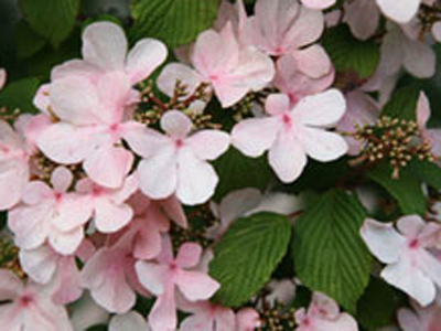viburnumplicatumpinkbeauty