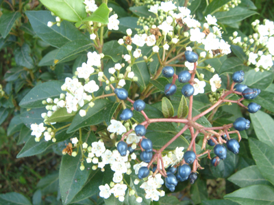 viburnumtinusevaprices1