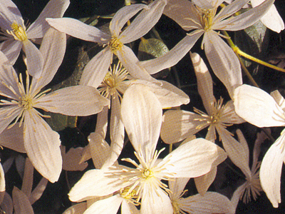 armandii1