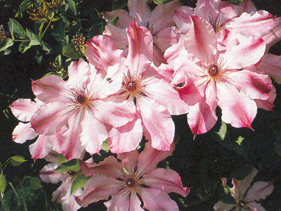 chiarissima1