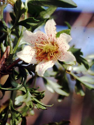 cirrhosavarbalearica1