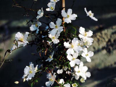 cmgrandiflora1
