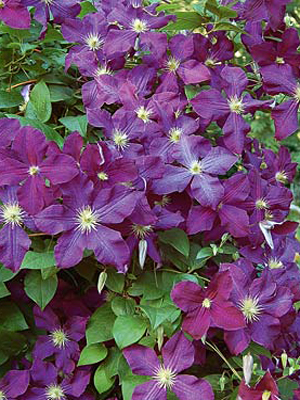 etoileviolette1