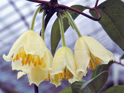 fasciculiflora1