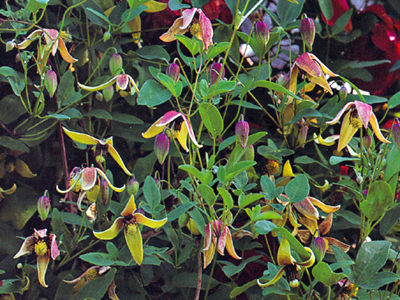 intricata1