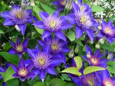 multiblue1