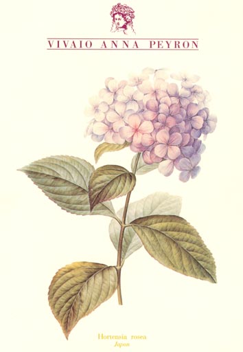 4-ortensie