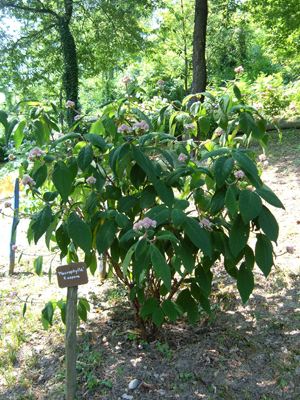 aaaasperamacrophilla1
